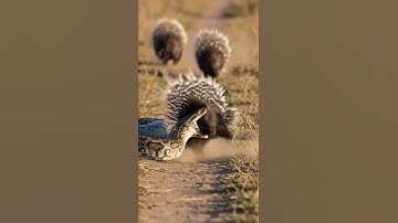 Will the snake successfully catch the quick lizard in action #wildlife #snake #nature