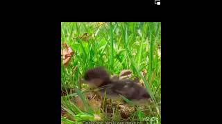 Amazing duck save family  #buymoteeshopping #buymoteonline #buymoteshopping #buymoteapplication" screenshot 5