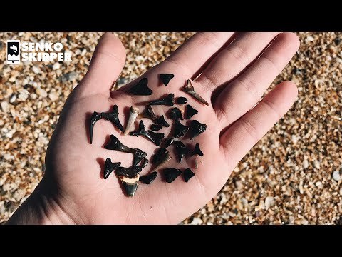 How to find SHARK TEETH FOSSILS at the beach.