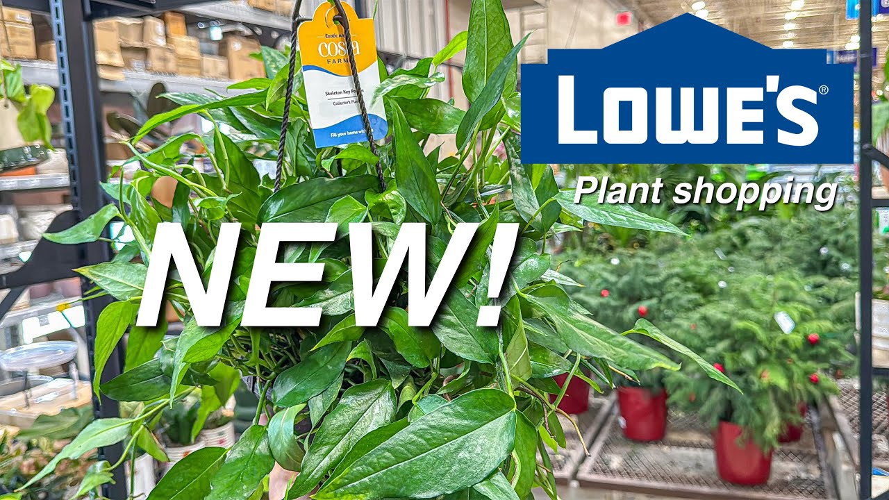 NEW Costa Farm Plants, New Alocasias, Anthuriums from Urban Jungle! Plant Shopping at Lowes!