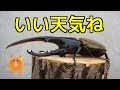 【クワガタ カブトムシ生活】 いい天気 ヘラクレスいじる
