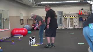 Training Show Dogs, Where do you start? With - Eric Salas