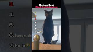 Ranking Best Black Cat Behaviors