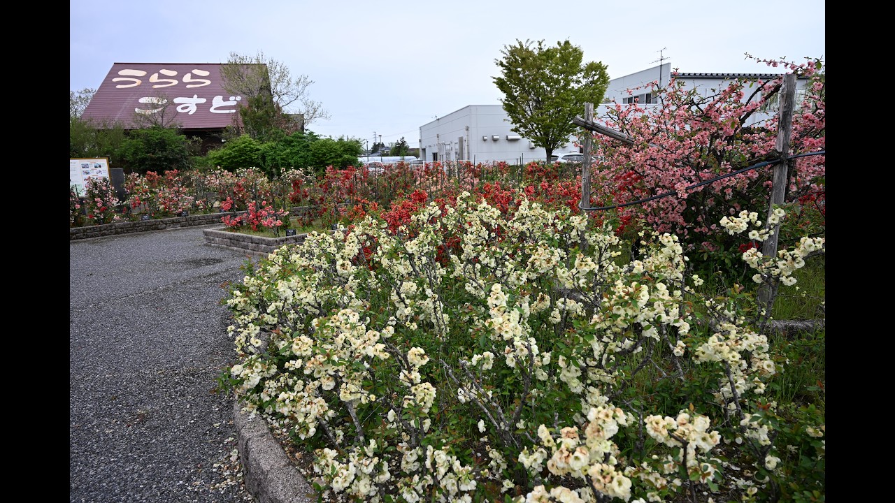 日本ボケ公園祭り (2026.04.19)