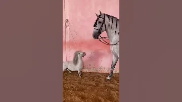 حصان قزم 