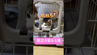 脱出を試みる猫 #youtubeshorts #cat #保護猫 #ねこ