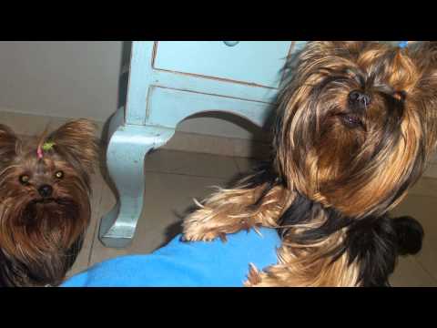 וִידֵאוֹ: גזעי כלב טרייר אוסטרלי היפואלרגני, בריאות ותוחלת חיים