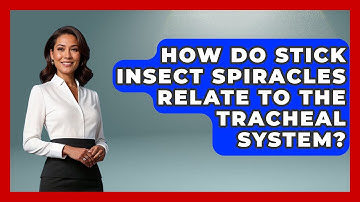How Do Stick Insect Spiracles Relate To The Tracheal System? - Reptilian Wonders