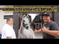 KOLEKSI  KUDA DI CIELLO STABLE || KANDANGNYA MENGADOPSI KONSEP KANDANG KUDA DI AMERICA !!