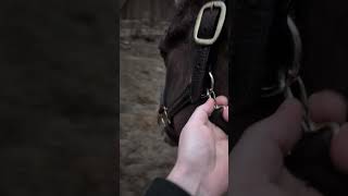 AM Turnout 🐴 #barn #horse #shorts