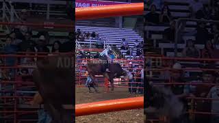 Potrillo De Jalisco Vs El Minero De La Ganaderia 1103