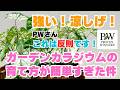 カラジュームの葉っぱがぐたっとするのは〇〇不足！ガーデンカラジュームの育て方