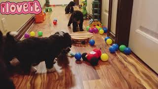 6 week old puppies play time! [Bernedoodles and Standard Poodles]