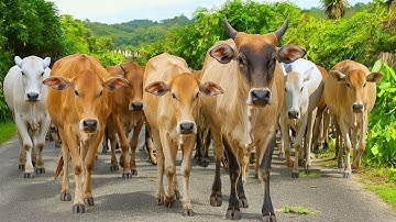 Kawanan Sapi Lucu Di pagi hari berjalan menuju ladang, Suara Sapi Moo, Puluhan Sapi Sehat dan gemuk