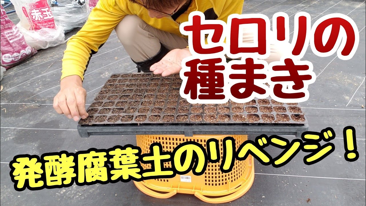 セロリ】発酵腐葉土入り手作り種まき培土に播種 - YouTube