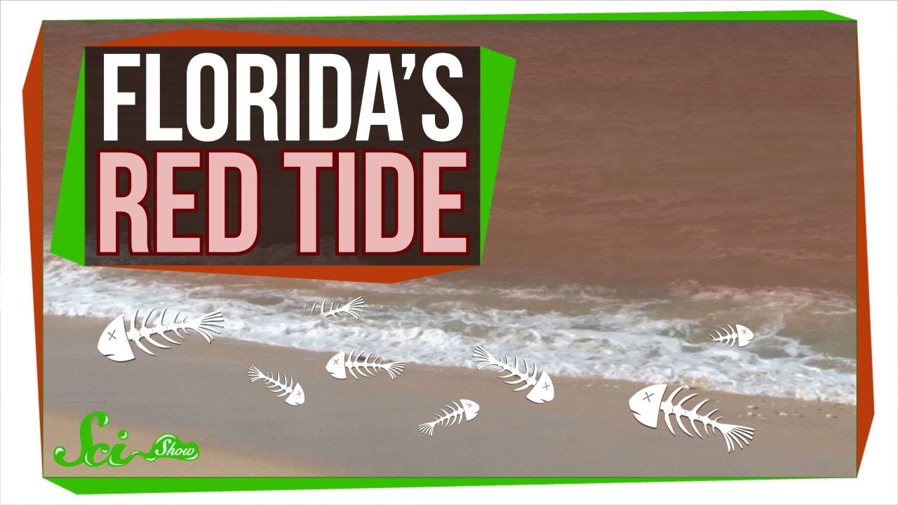 Red tide may be 'natural' but scientists believe coastal pollution is making it worse