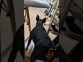 LOCK ON！#ミニピン #miniaturepinscher #猫 #ねこけん出身 #犬と猫