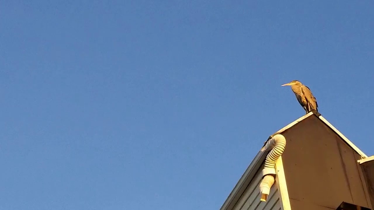 Heron Landing on a Float Home