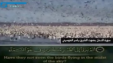 "والله أخرجكم من بطون أمهاتكم لا تعلمون شيئا" – تلاوة للقارئ/ ياسر الدوسري