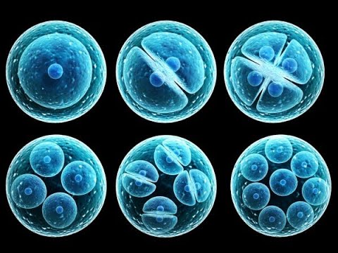 Онтогенез человека Эмбриональный период 1 часть #биологияегэ #дистантционноеобучение #медлекции