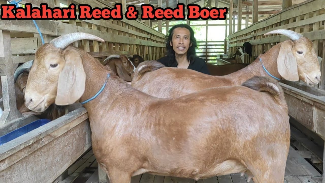 PERBEDAAN KALAHARI REED & REED BOER @alekbudisantoso9048 