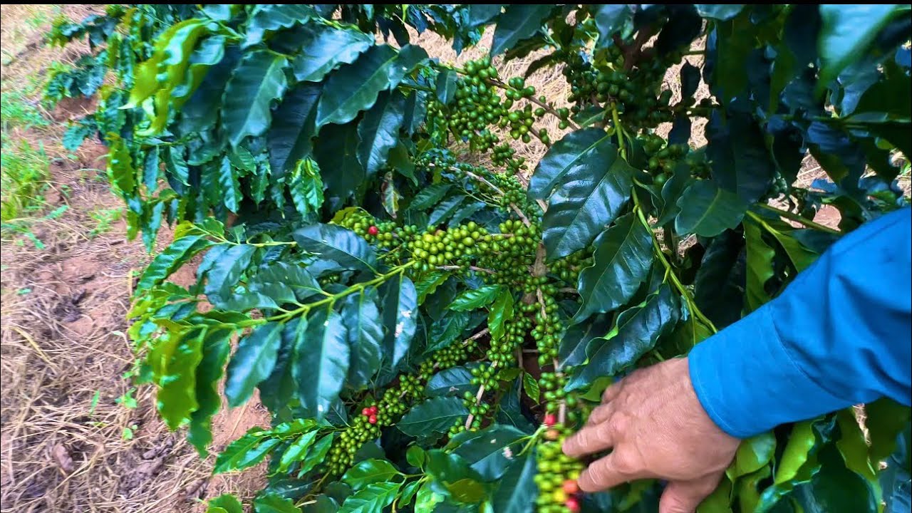 Vou aplicar nas  LAVOURAS NOVAS 