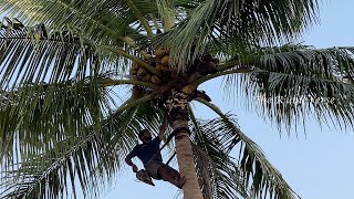 climbing coconut tree, India's coconut climbers
