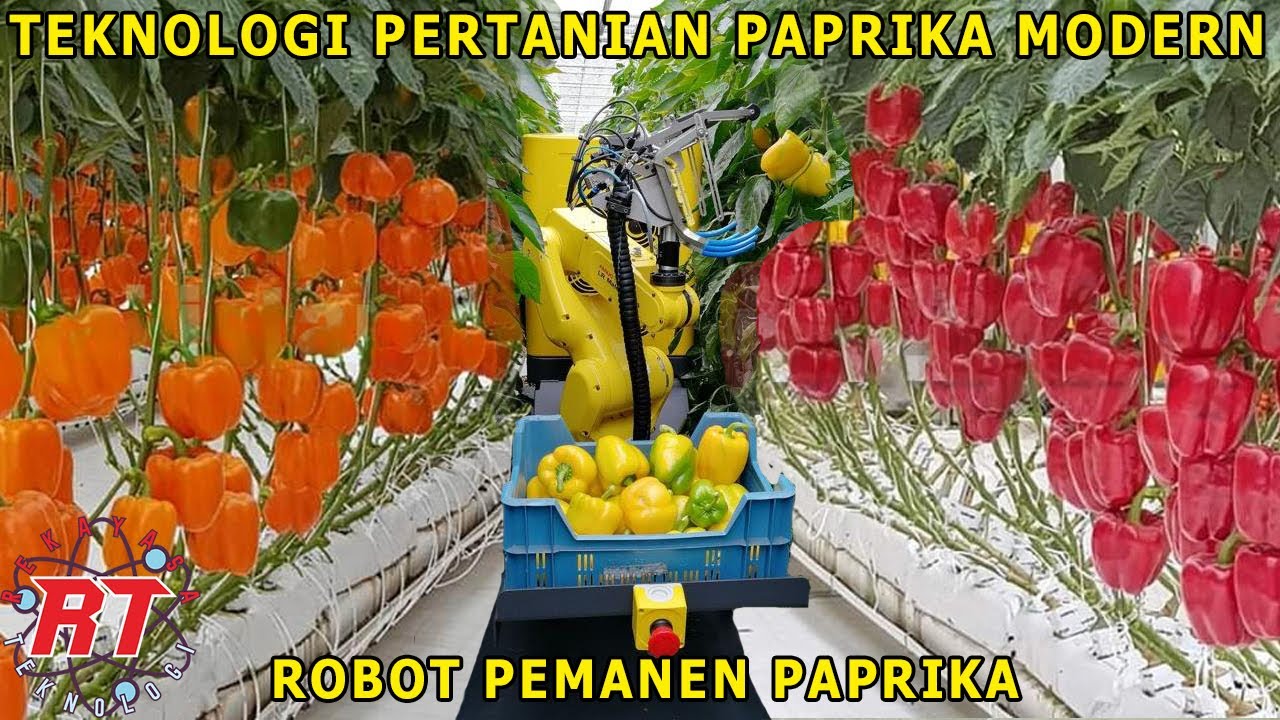 TENYATA BEGINI TAHAPAN PERTANIAN PAPRIKA RAKSASA DENGAN TEKNOLOGI HIDROPONIK CANGGIH