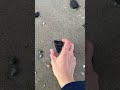 Fossil Find along the shore