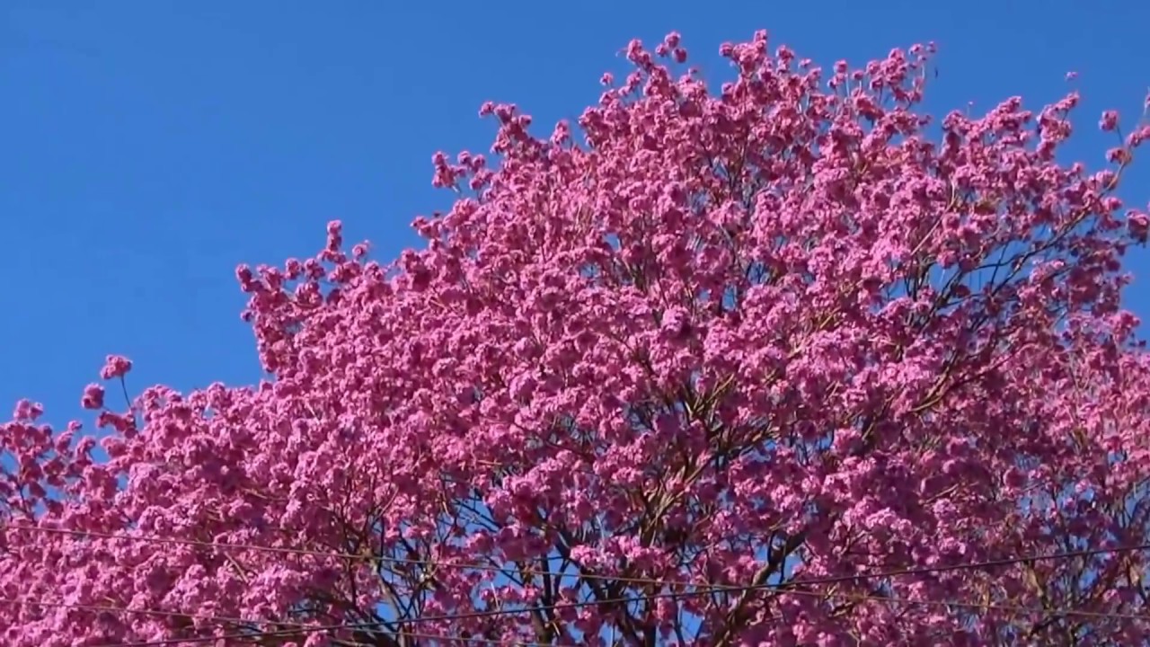 LONDRINA FLORIDA NORTE DO PARANÁ HD By FARINA paraná delta
