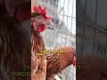 FEEDING PROGRAM II #chickenfarming #chicken #farming #chickenfarmingbusiness