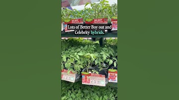 Tomato Seedling Selection at Lowe