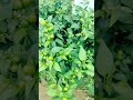 chilli#round chilli #mirchi ka podh#Green chilli harvest