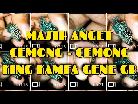 Video CEMONG - CEMONG , KING KAMFA GENE GB THAILAND - youtube