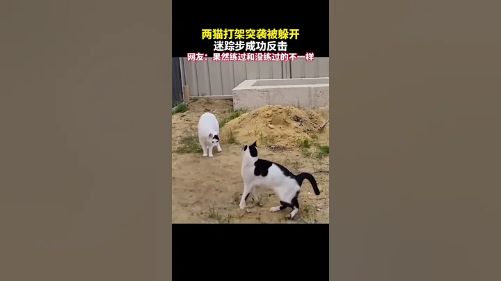 兩貓打架突襲被躲開，迷蹤步成功反擊 網友：果然練過和沒練過的不一樣#shortvideo #shorts #萌寵 - 天天要聞