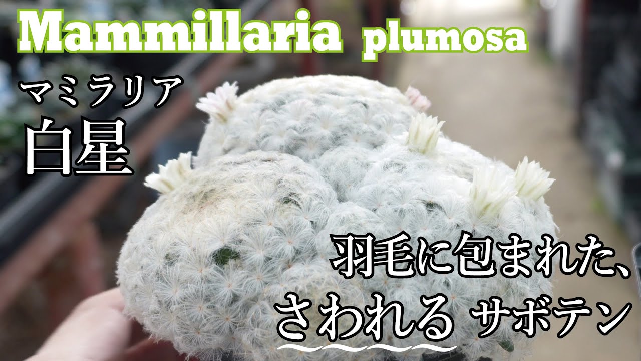 まるでアイスクリームみたいな、羽毛のサボテン!? マミラリア・白星の品種紹介！Mammillaria plumosa