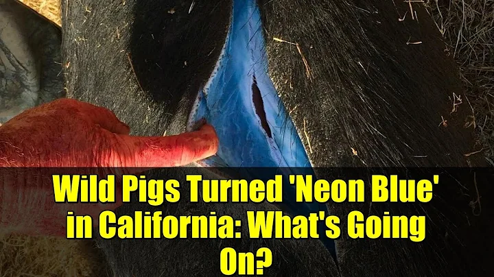 Wild Pigs Turned 'Neon Blue' in California: What's Going On?