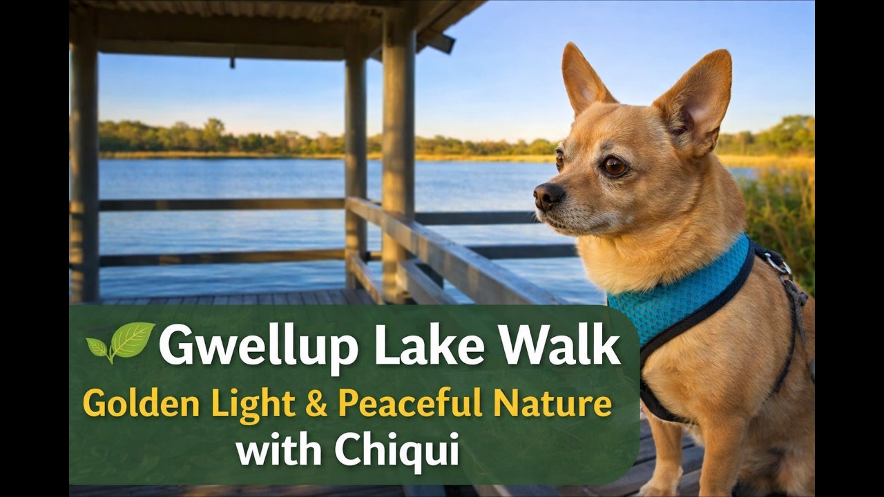 🌿 Gwellup Lake Walk: Missing Bridge, Golden Light & Peaceful Nature with Chiqui.