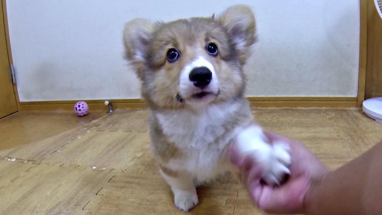 Roku roll & jump. 88 days old / 生後88日 ロクさんがゴロンとジャンプを覚えました 20150719 ...