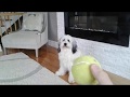 My Polish Lowland Sheepdog の動画、YouTube動画。