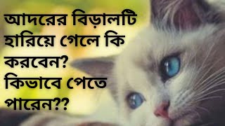 বিড়াল হারিয়ে গেলে কি করবেন/গুরুত্বপূর্ণ কিছু জিনিস জেনে রাখা জরুরি/কিভাবে সতর্ক থাকবেন #catlostfound