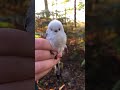 Little Friend