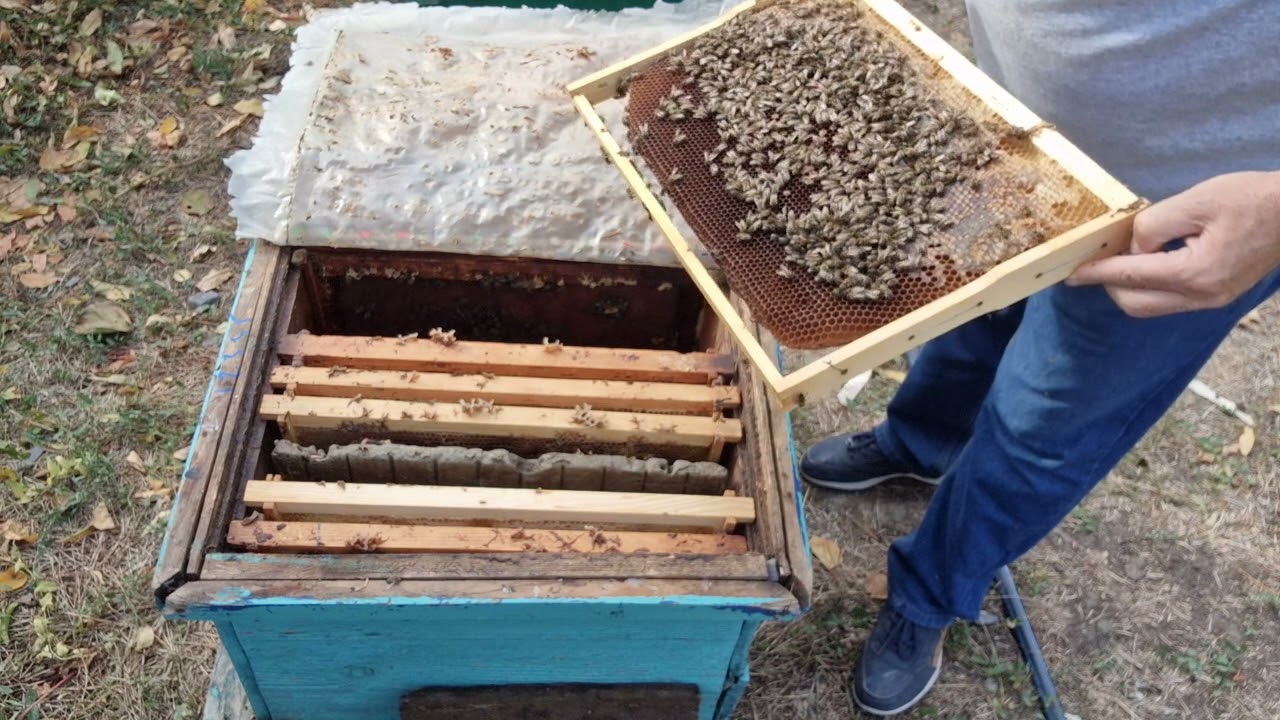 Cum formez cuibul de iernare?!