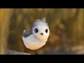 (Part_2) Cute bird baby song||Dil ha chota sa jana ki asa||cute chicken_Birds lover_best whatsapp