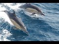 El Canto de los Delfines. La Sanación que llegó del Mar (Dolphin Singing, Healing)