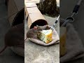 Tabby cat stares at a mouse eating cheese! 🐱🐹🐱#catlife #cat #cute #mousemurah #animals #mousemurah