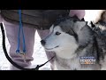 «Сибирский Клондайк»: в Междуреченске прошли гонки на собачьих упряжках
