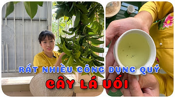 Cây Lá vối nhiều công dụng quý | 0386569374 - Ngọc Ngân Bến Tre | Chuyên cây độc lạ