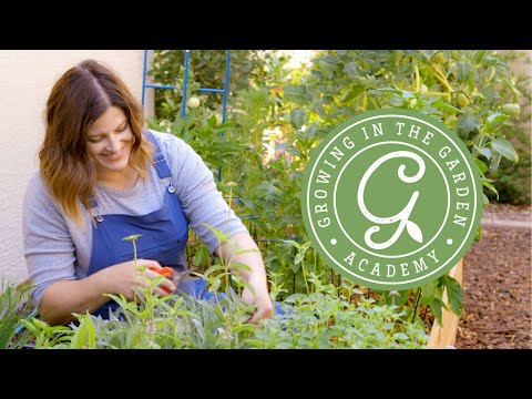 Video: Katniss-plant: leer hoe u Katniss in uw tuin kunt laten groeien