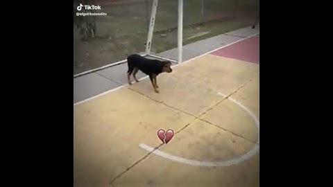 Dog Goalkeeper 🔥 #gamtng  #manifestedit #wgitachi #shortvideo #hearttrend #funny.
